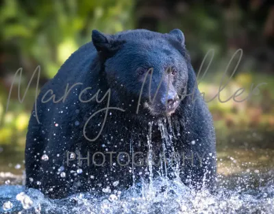 Black Bears