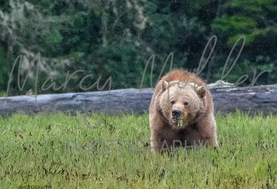 Grizzly Bears