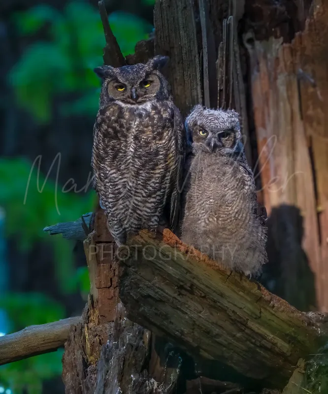 Great Horned Owl and Owlet