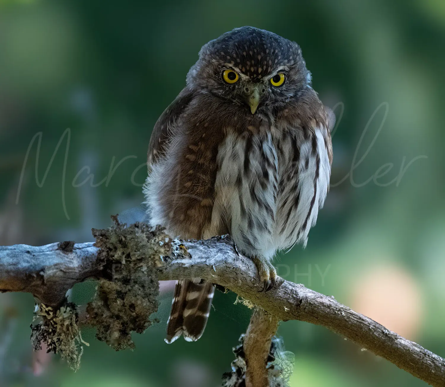 Northern Pygmy Owl