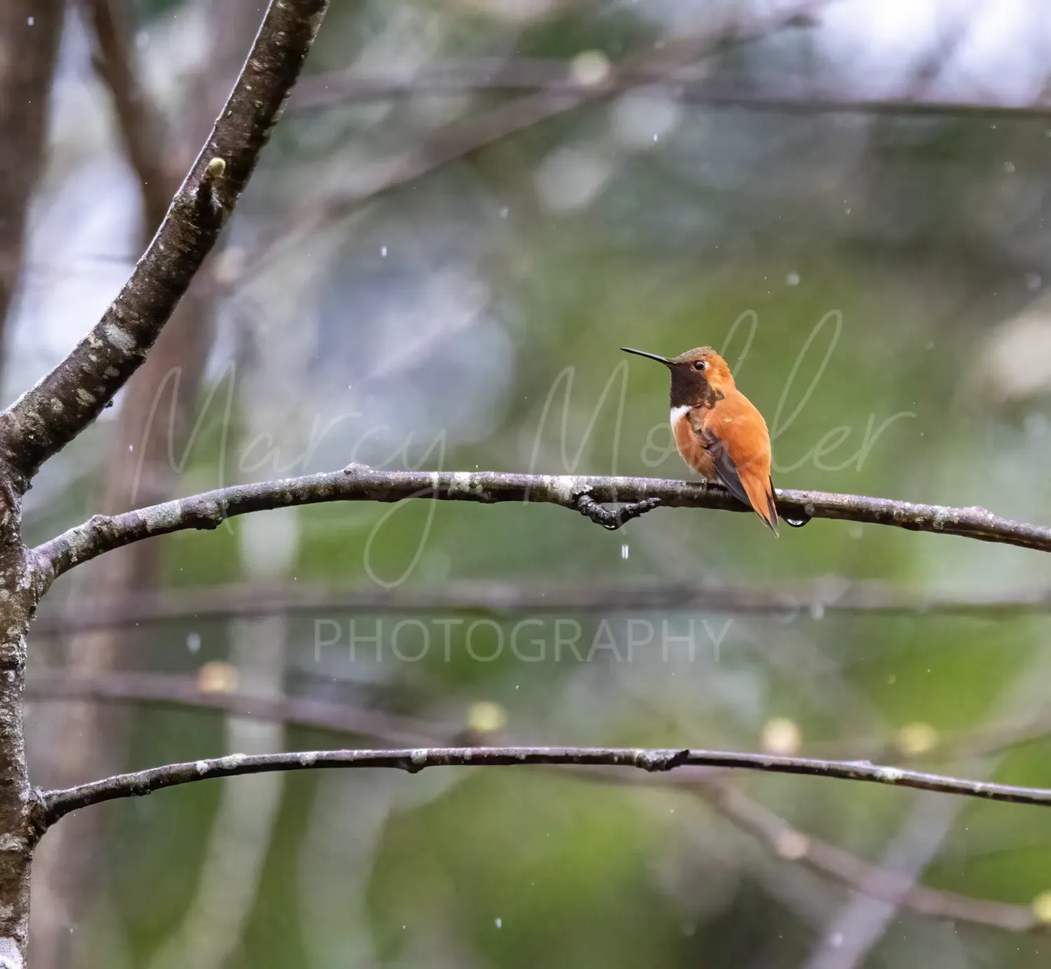 Rufous Hummingbird in the Rain, male