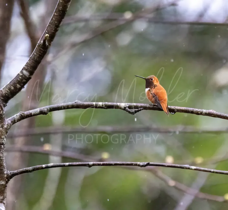 Rufous Hummingbird in the Rain, male