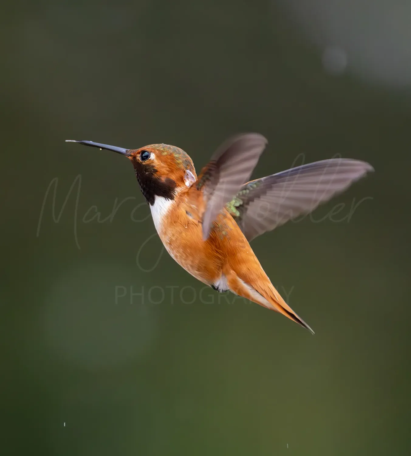 Rufous Hummingbird, male