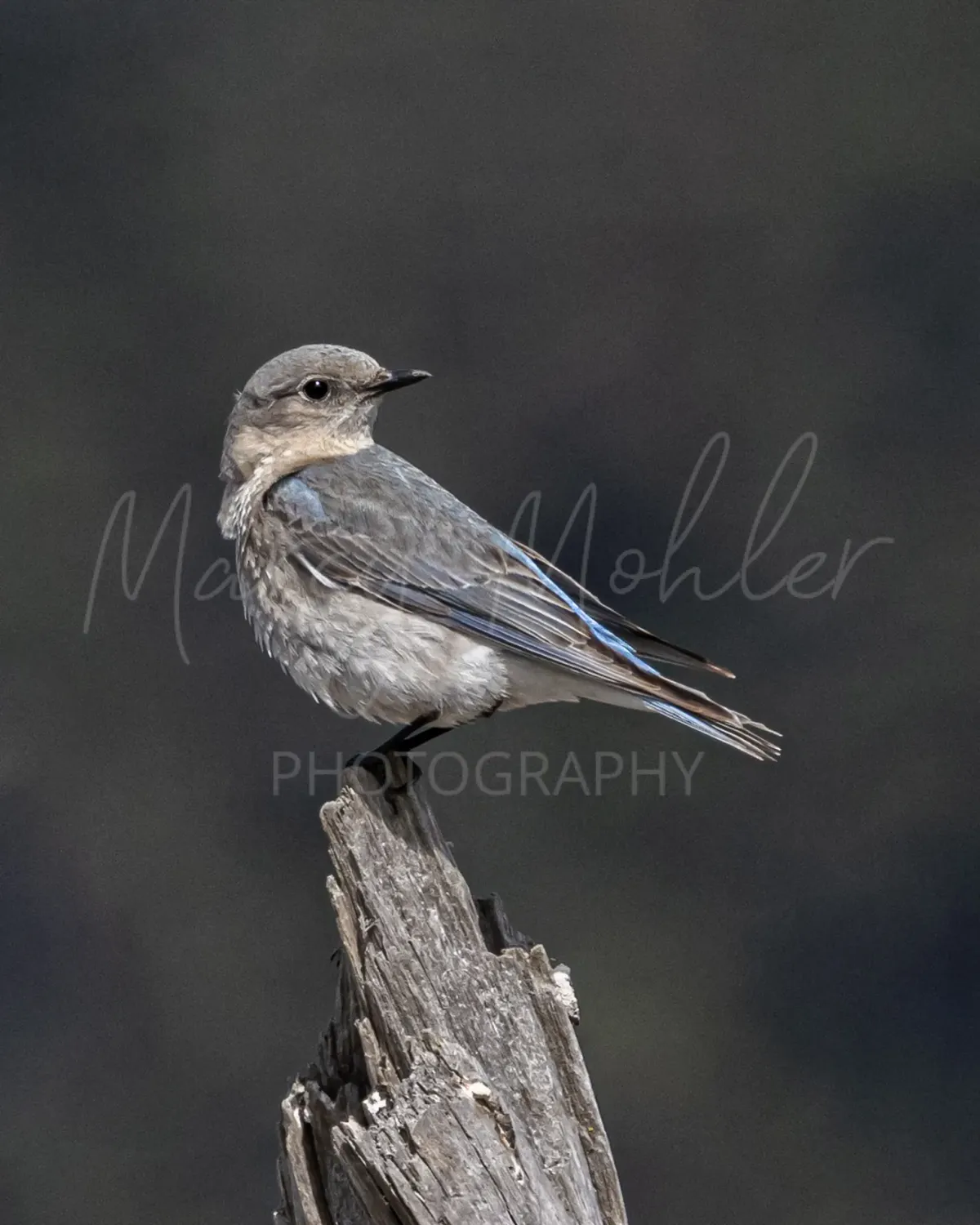 Mountain Bluebird