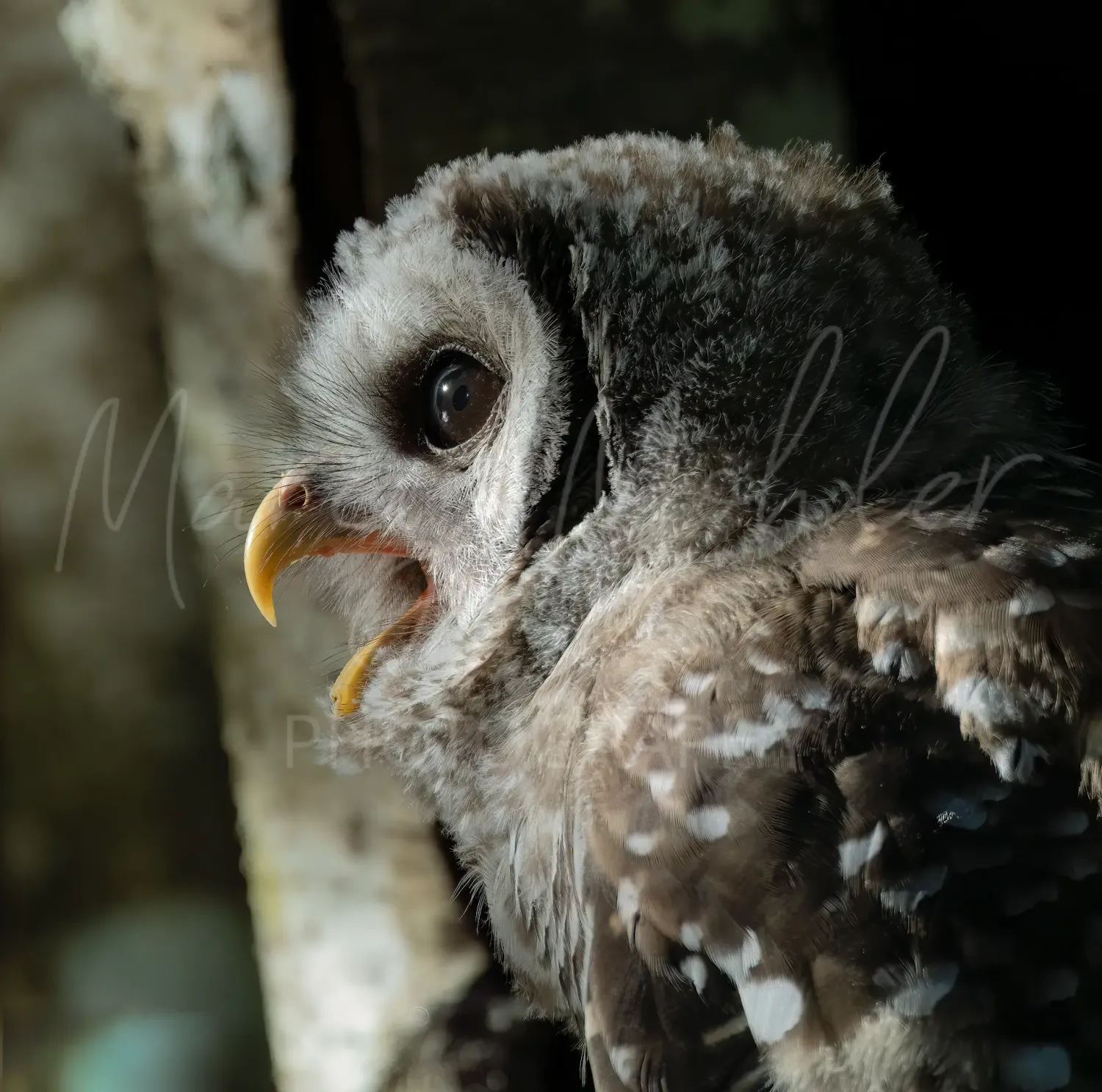 Barred Owlet