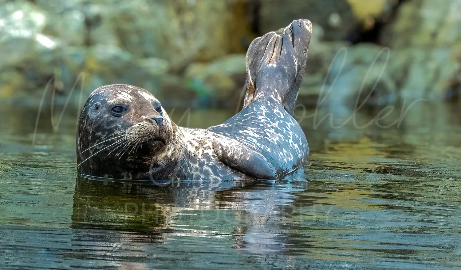 Harbor Seal