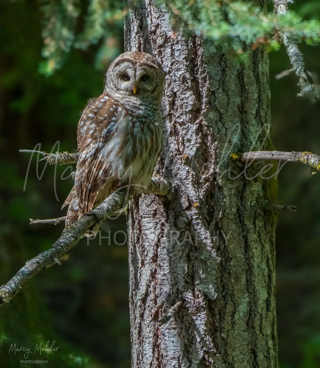 Barred Owl