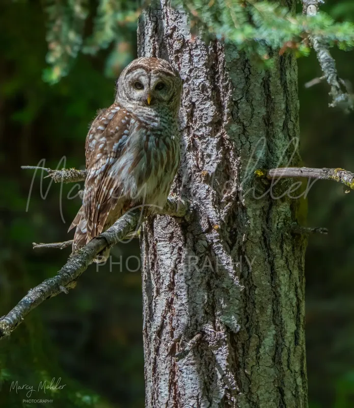 Barred Owl