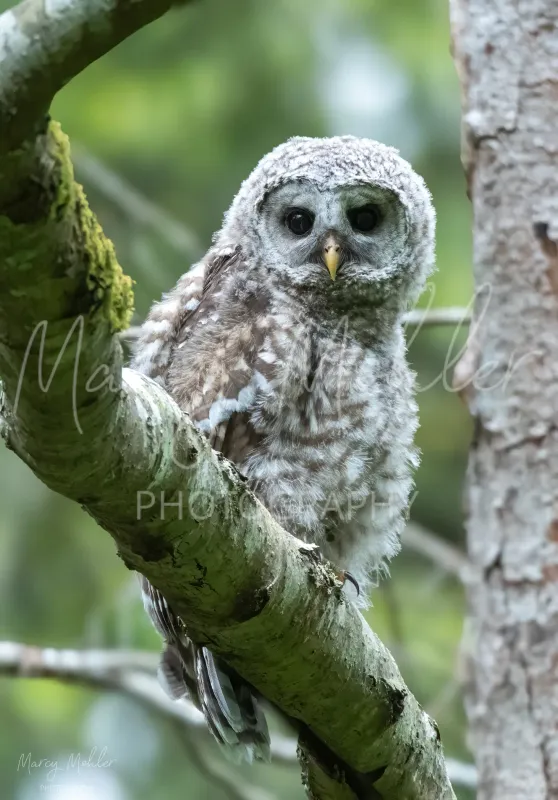 Barred Owlet