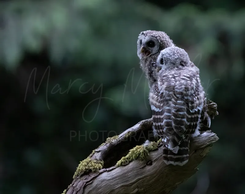 Barred Owlet Twins
