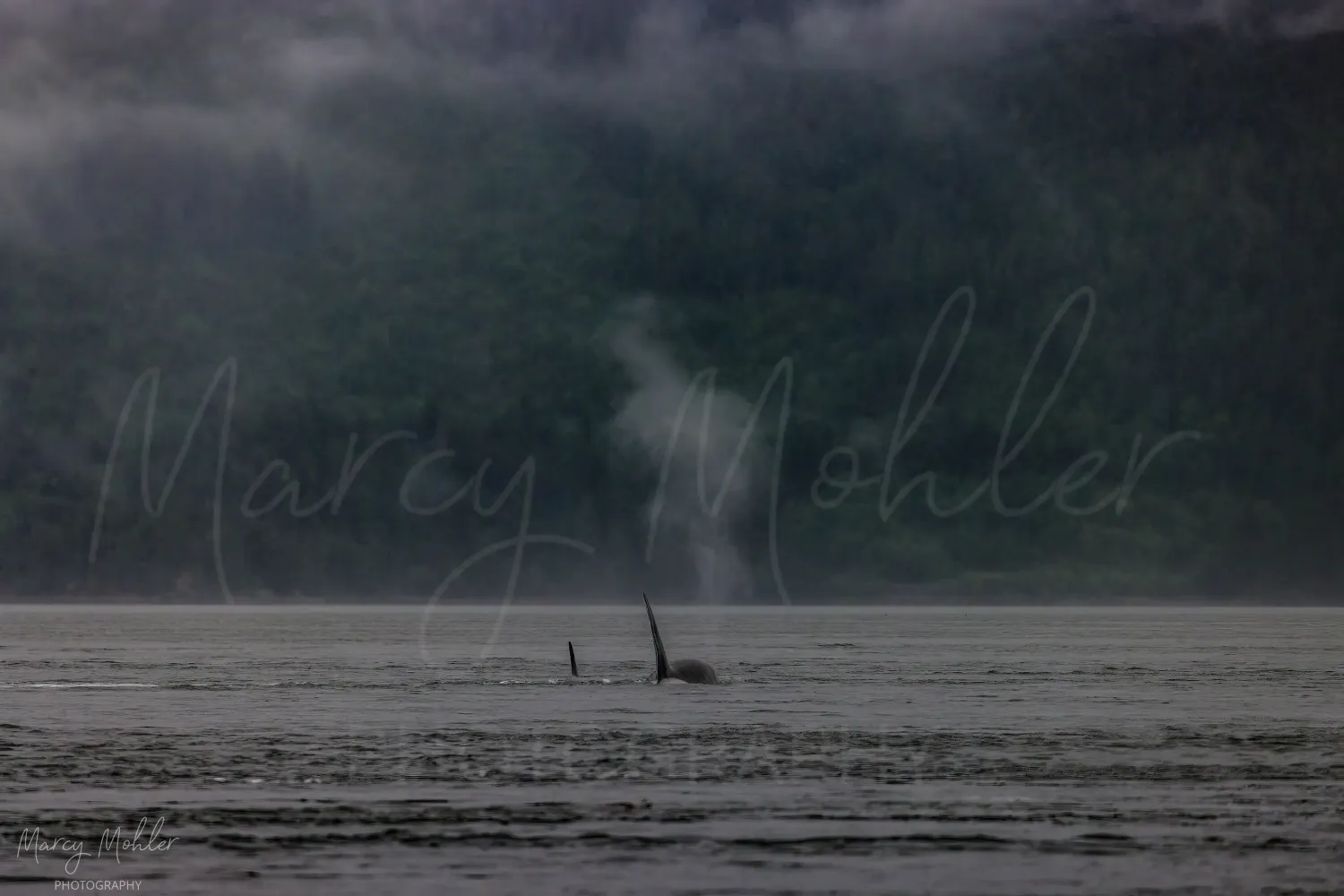 Orca Pair Moving On