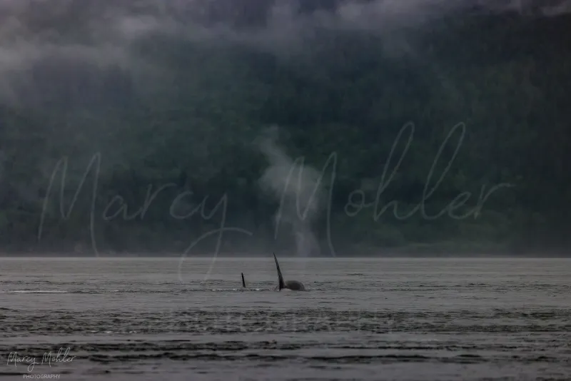 Orca Pair Moving On