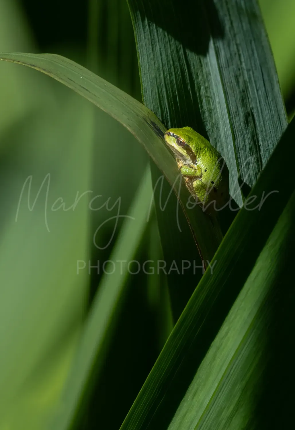 Pacific Chorus Frog