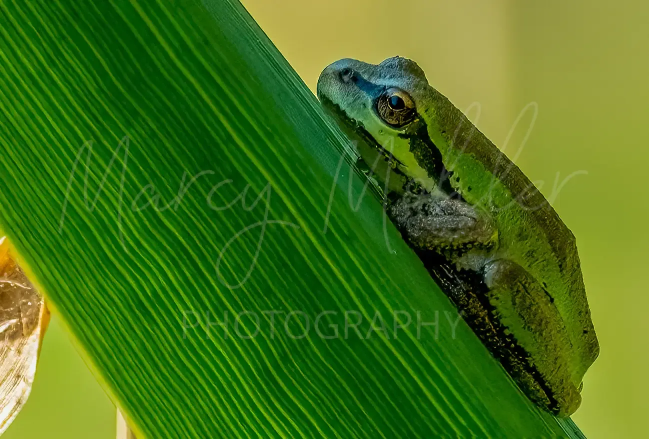 Pacific Chorus Frog