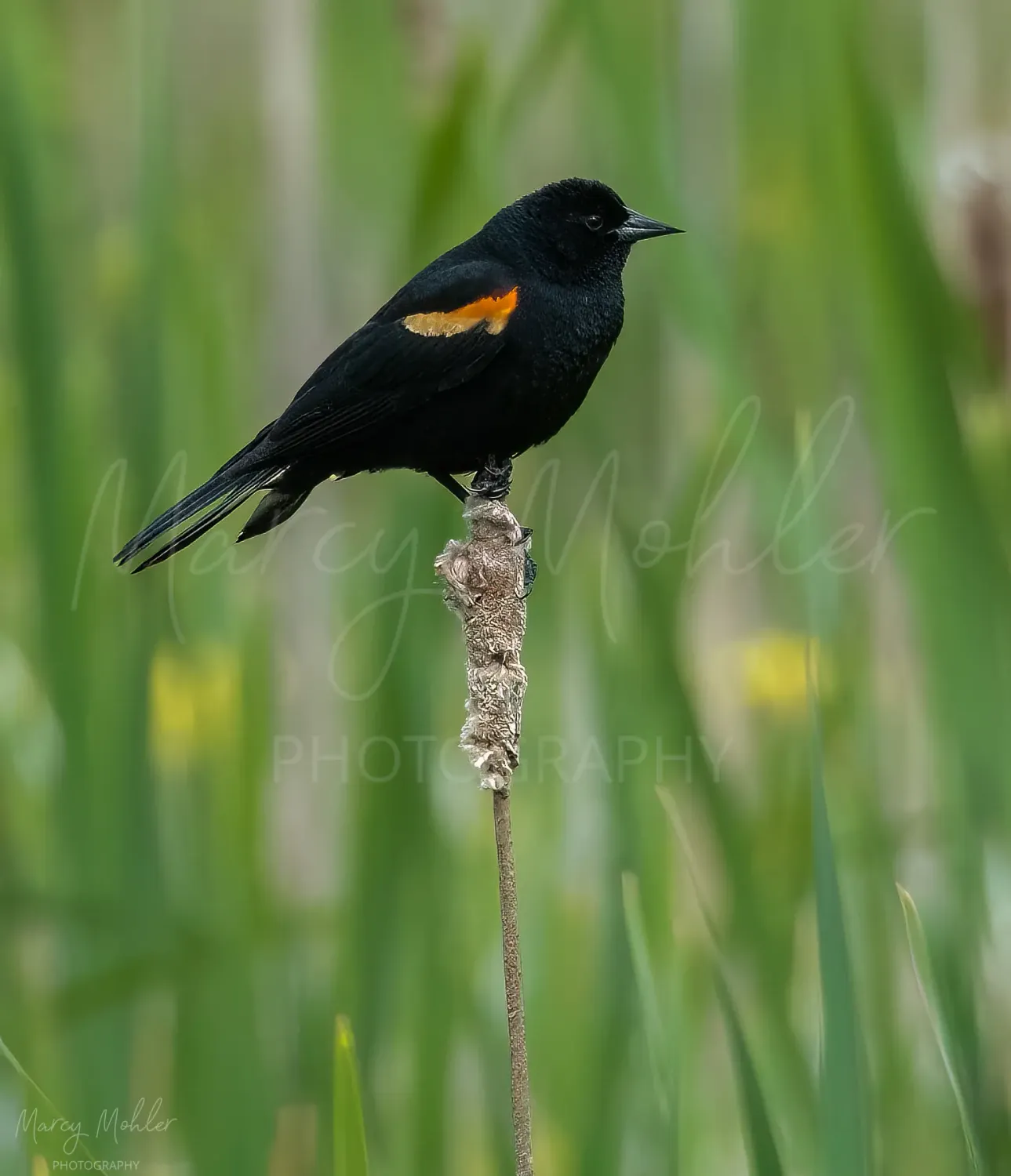 Red Winged Blackbird, male