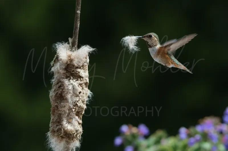Rufous Hummingbird with Fluff