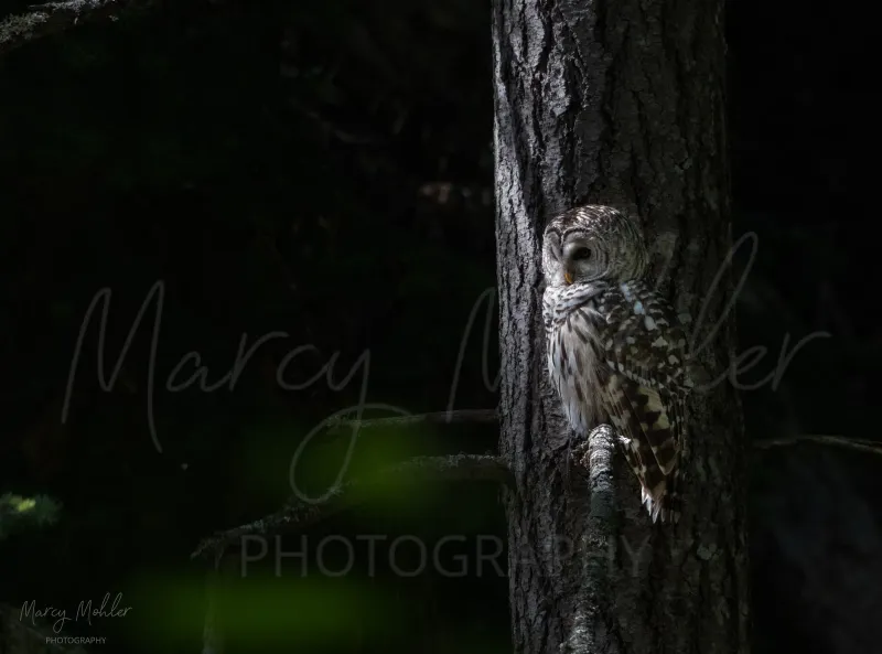 Barred Owl - moody