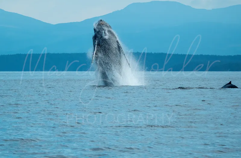 Humpback Whale Breach