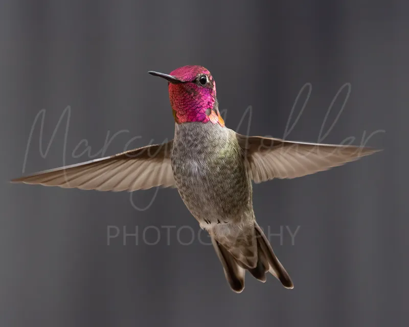 Anna&#39;s Hummingbird, male