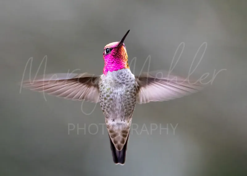 Anna&#39;s Hummingbird, male