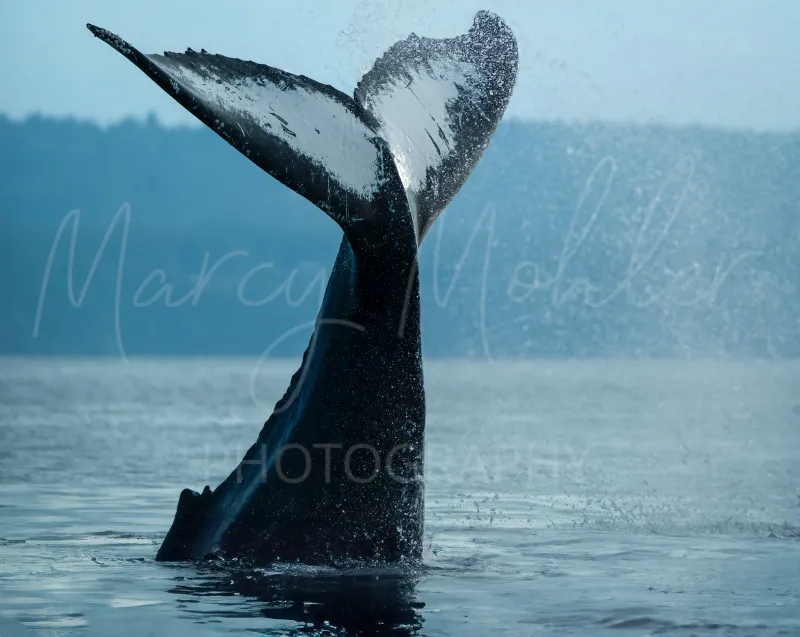Humpback Whale Fluke