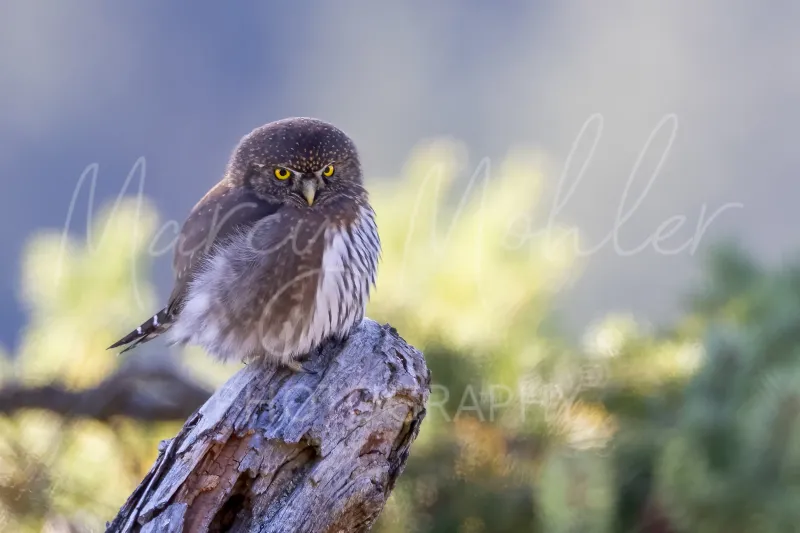 Northern Pygmy Owl