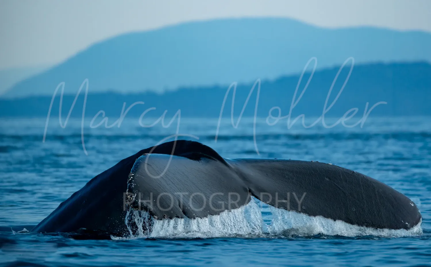 Humpback Whale Waterfall Fluke