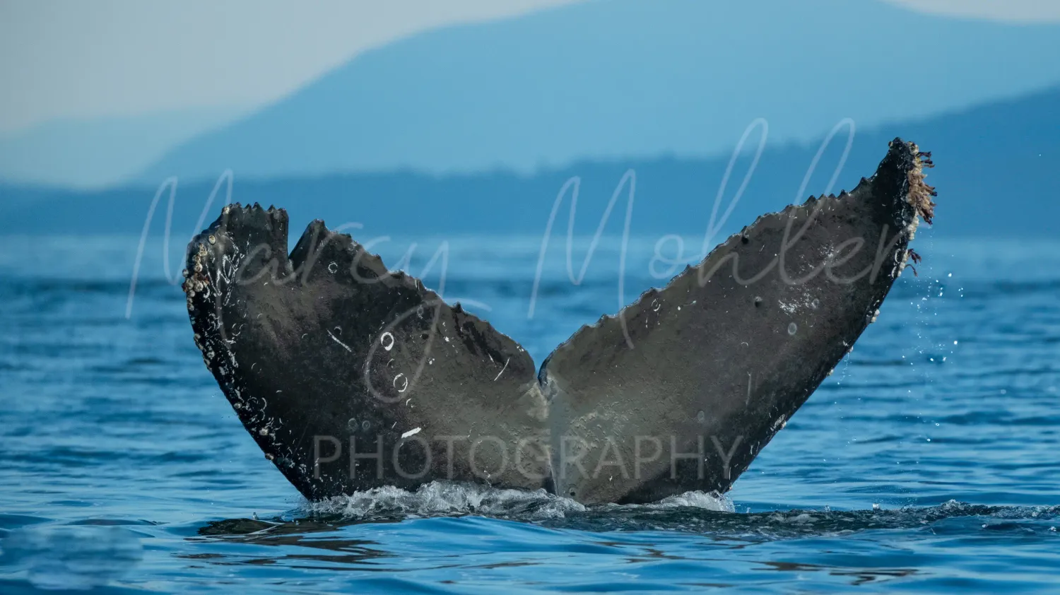 Humpback Whale Fluke Heading Down