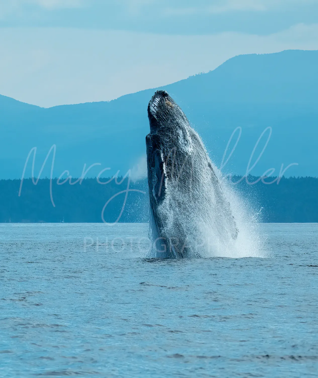 Humpback Whale