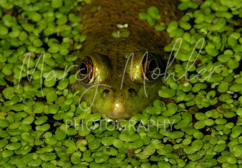Bullfrog