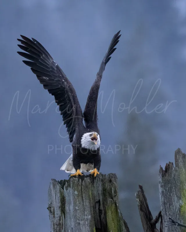 Eagle Wings Harrison