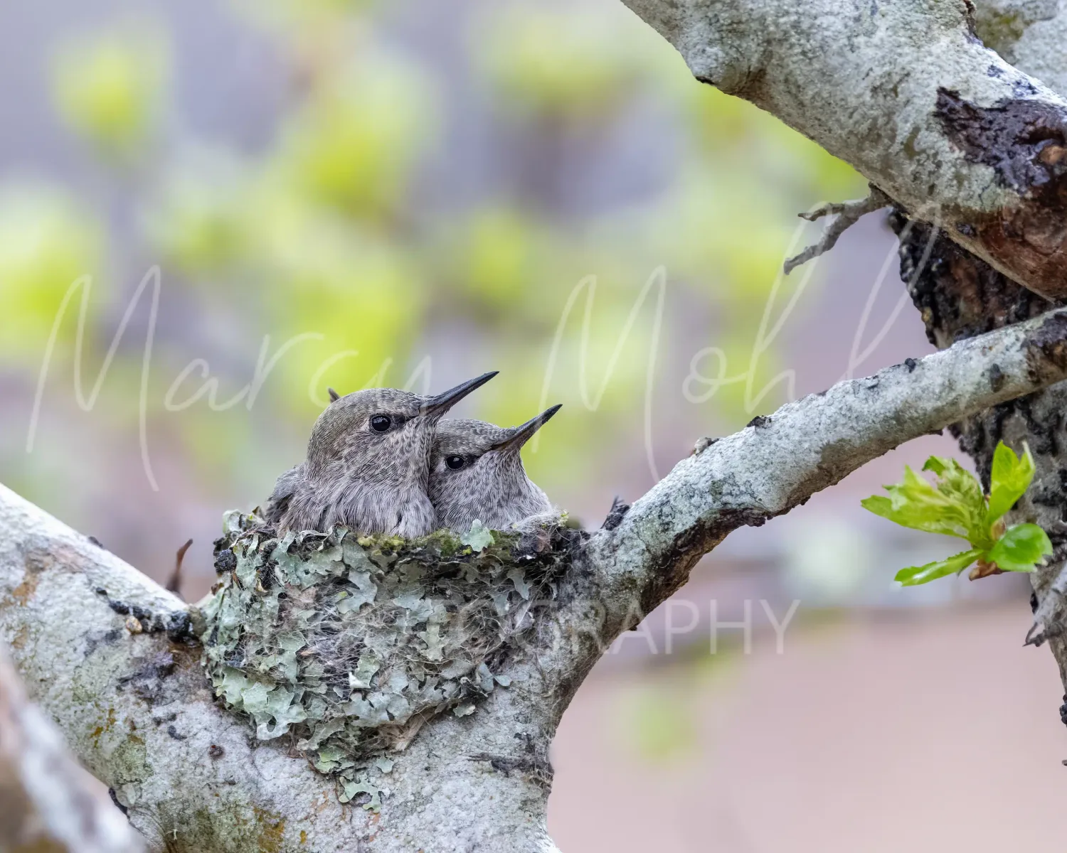 Anna Hummingbird Nestlings Aligned