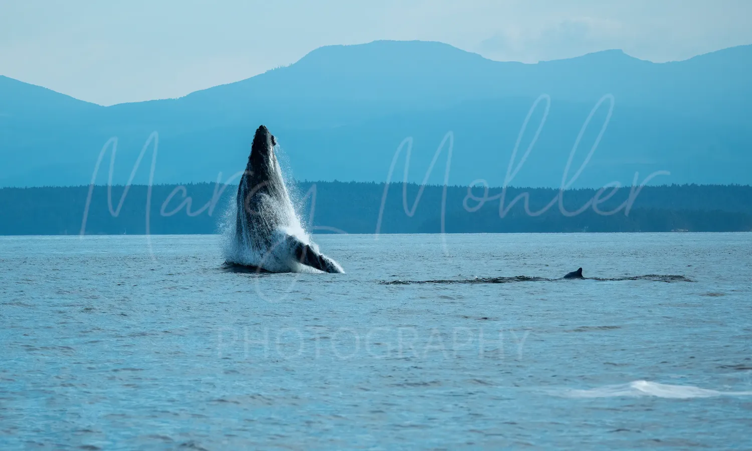 Humpback Whale Breach