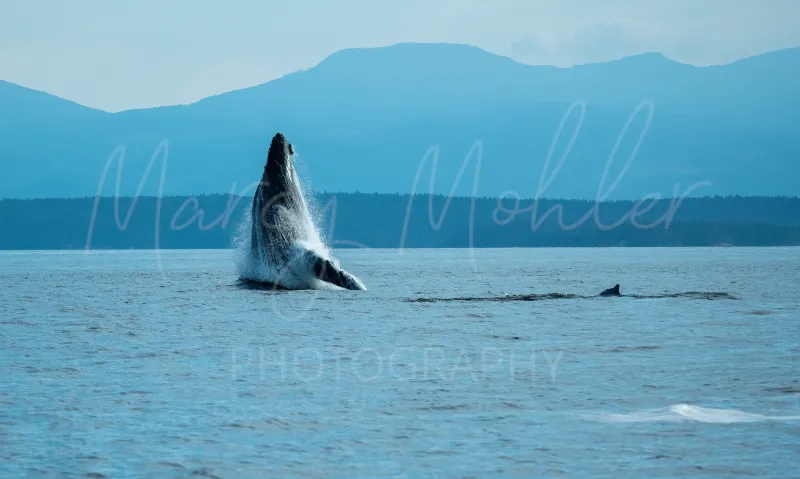 Humpback Whale Breach