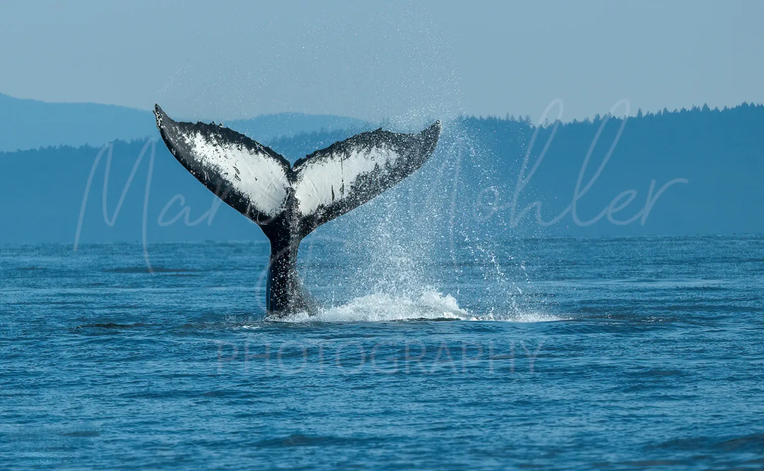 Humpback Whale Fluke