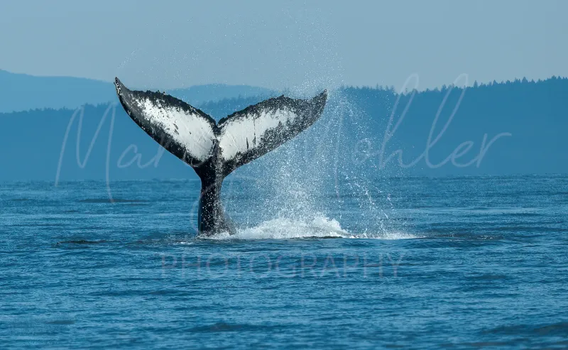 Humpback Whale Fluke