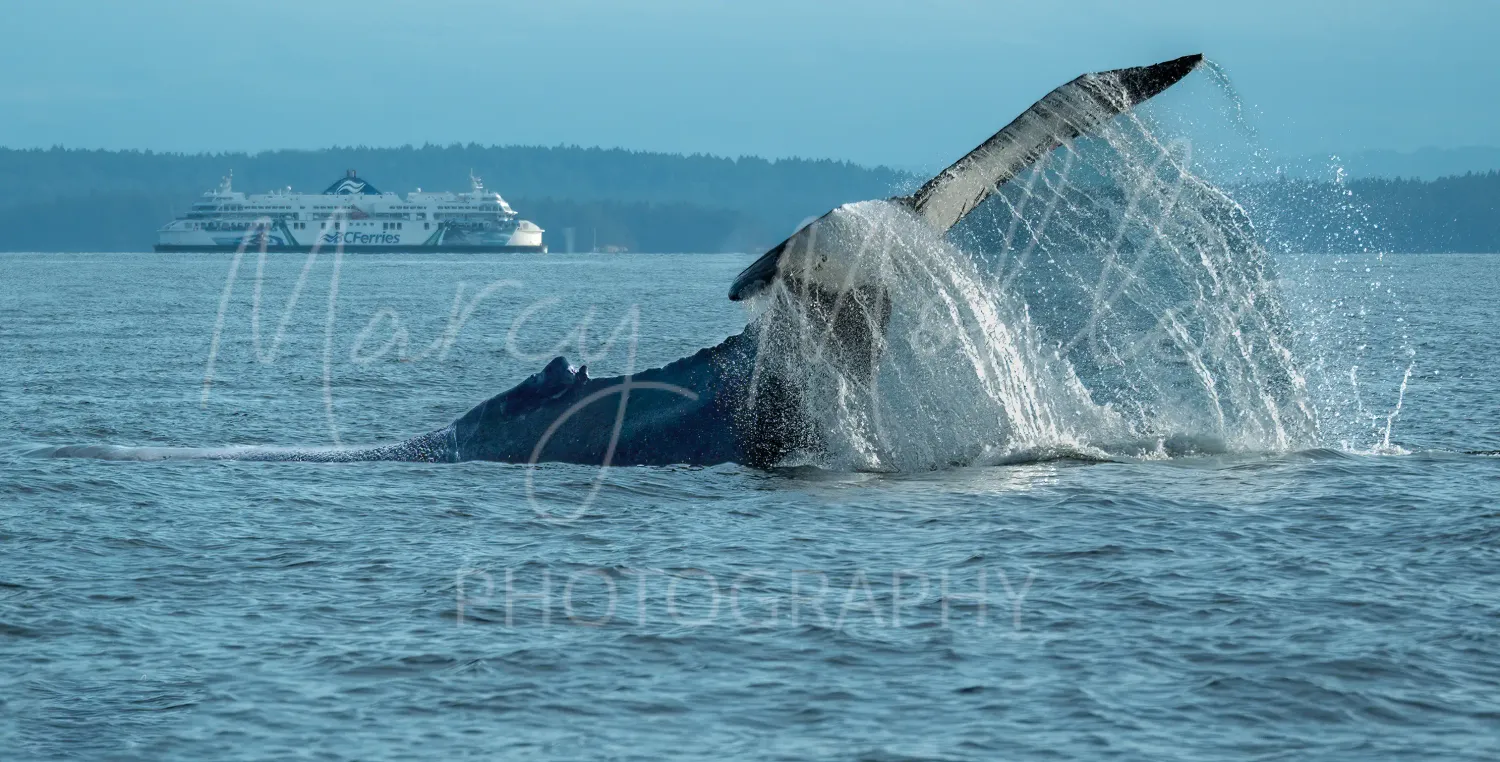 Humpback Whale Fluke and BC Ferry