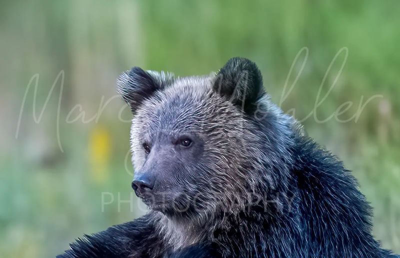 Grizzly (Brown) Bear cub
