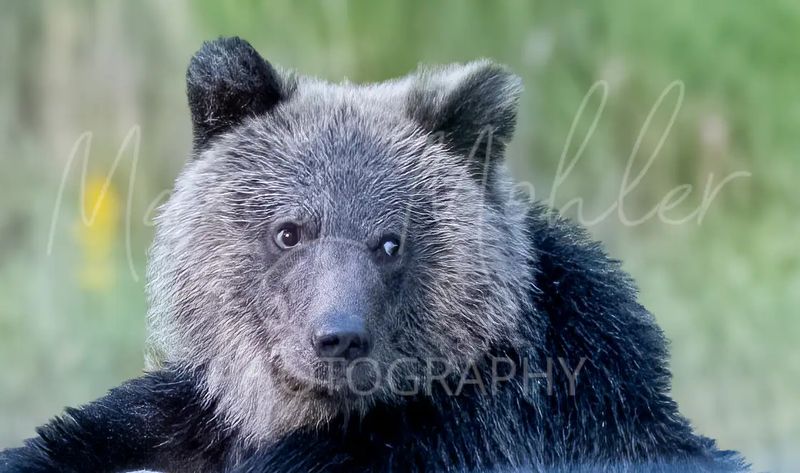 Grizzly (Brown) Bear Cub