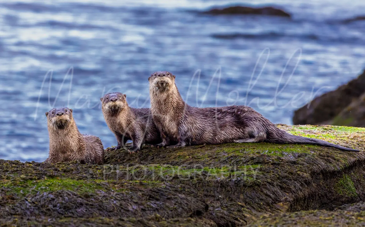 River Otter Family