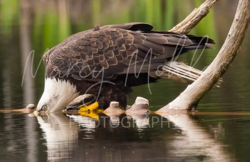 Bald Eagle drinking