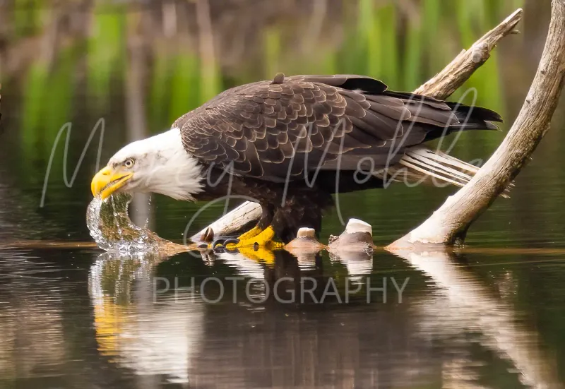 Bald Eagle drinking