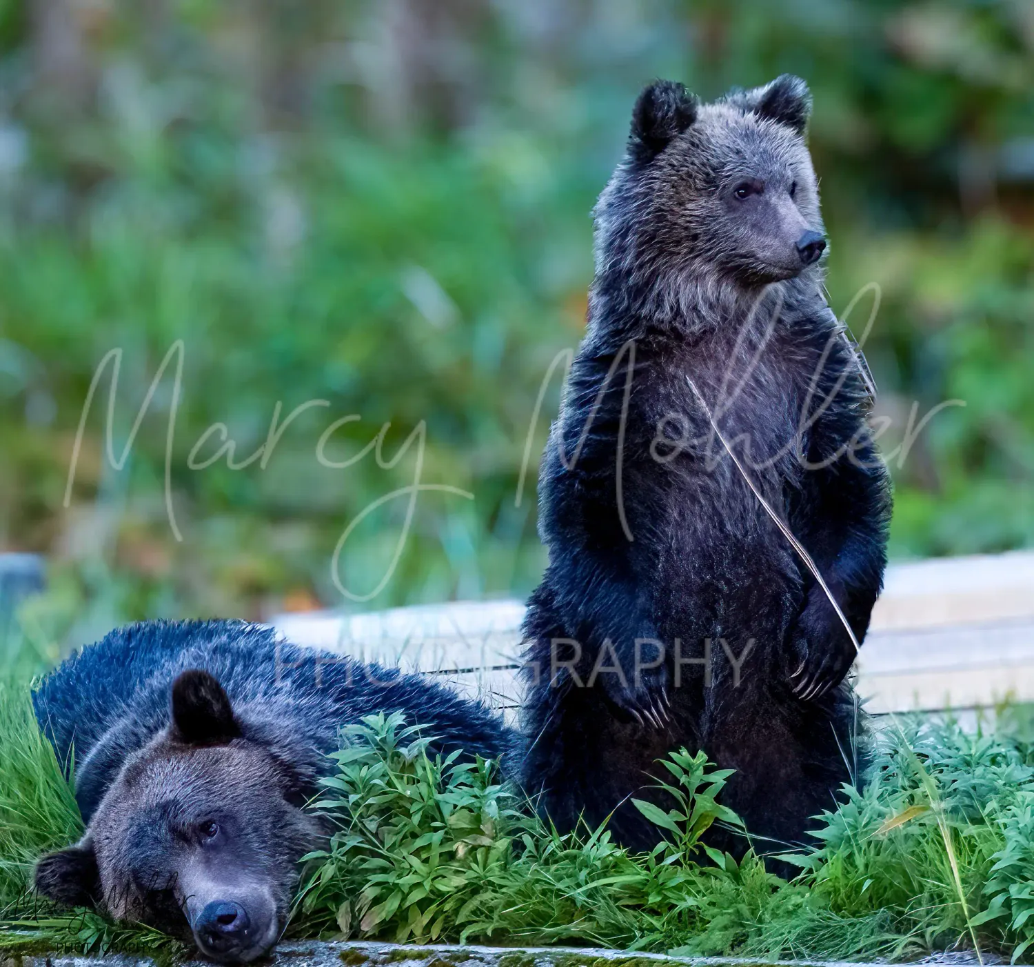 Grizzly (Brown) Bear Sow and cub