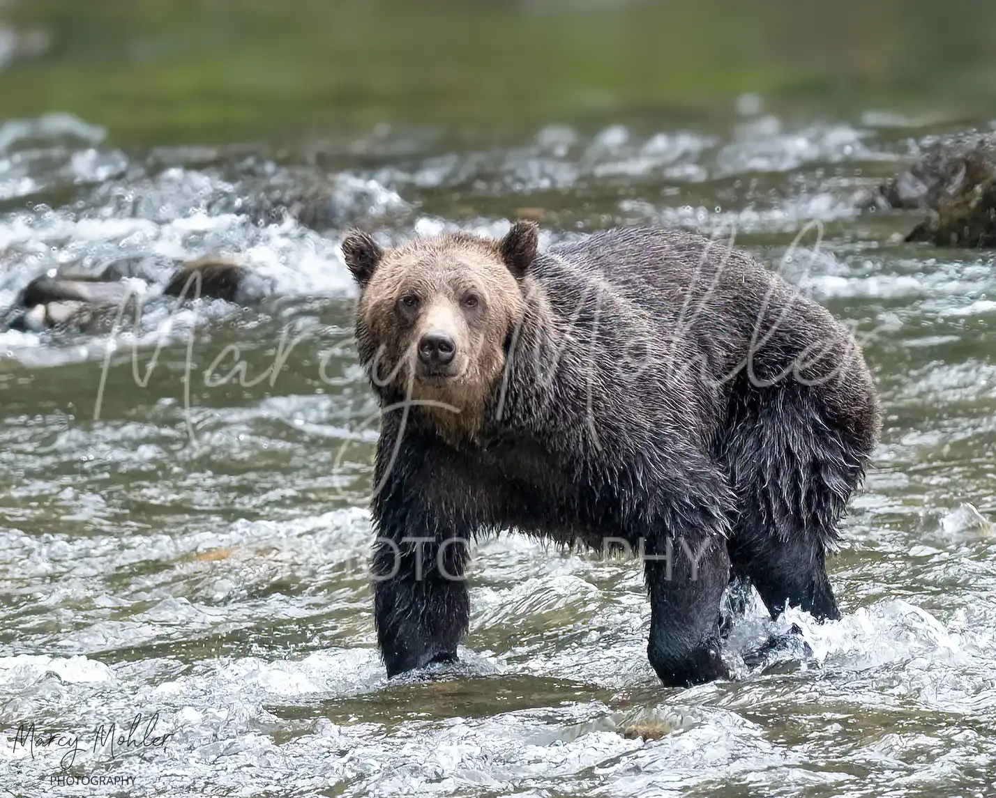Grizzly (Brown) Bear Sow