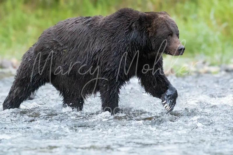 Grizzly (Brown) Bear Sow