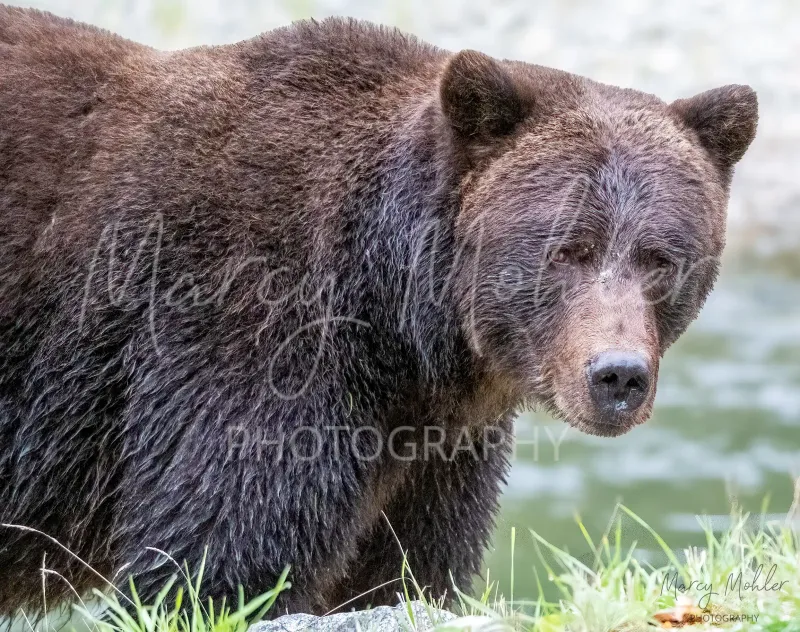 Grizzly (Brown) Bear Sow