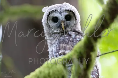 Owls