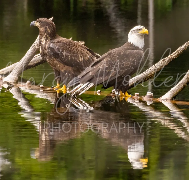 Bald Eagle (Juvenile and adult)