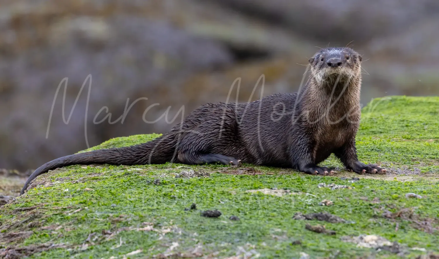 River Otter
