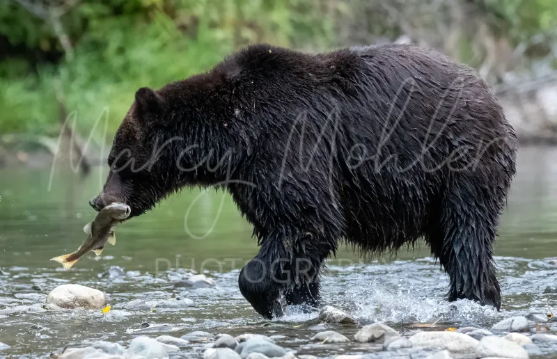 Grizzly (Brown) Bear Sow